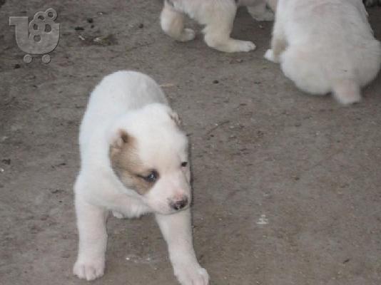 PoulaTo: Ποιμενικός Κεντρικής Ασίας – 380 euro